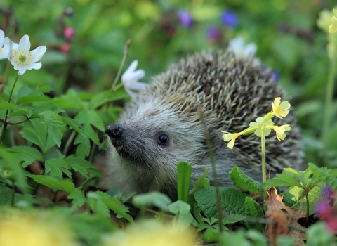Hedgehog